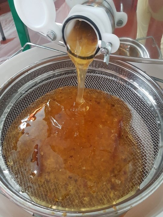 Extracción en frío de la miel de un apicultor.