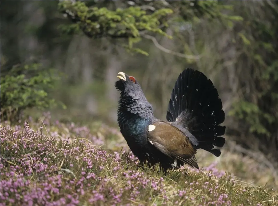 LA ONG FSC Espa&ntilde;a desarrollar&aacute; un proyecto de conservaci&oacute;n y mejora del h&aacute;bitat del urogallo cant&aacute;brico