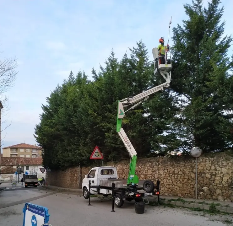 Astillero inicia la poda de &aacute;rboles de gran dimensi&oacute;n