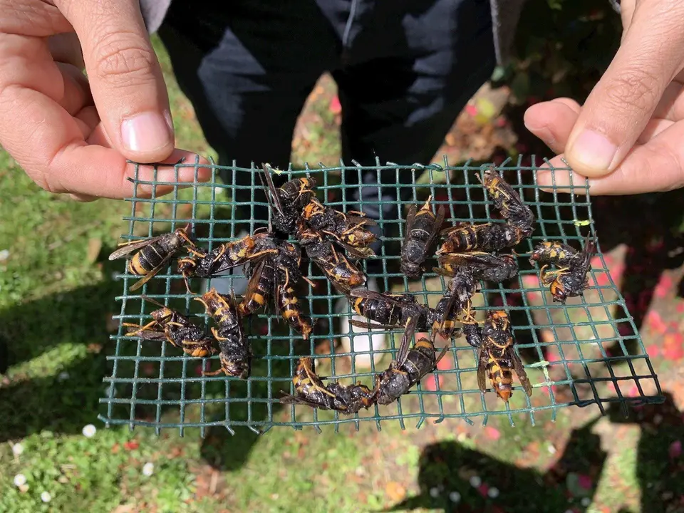 El PP presenta una PNL en el Congreso para que el Gobierno coordine la estrategia contra la avispa asi&aacute;tica