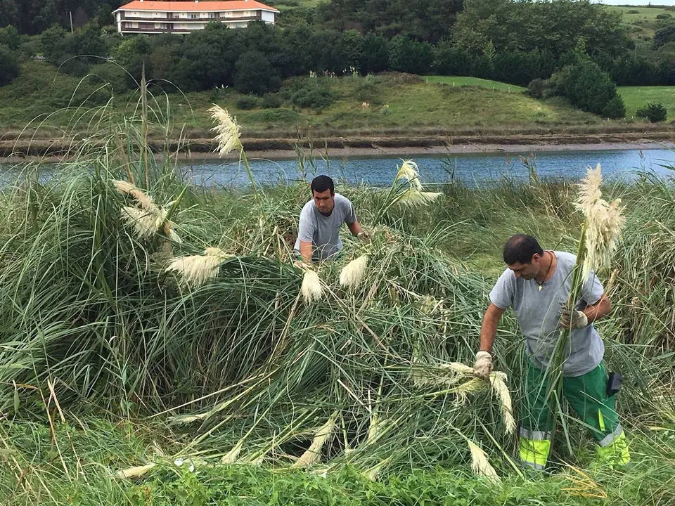 Retirada de plumeros en Cantabria