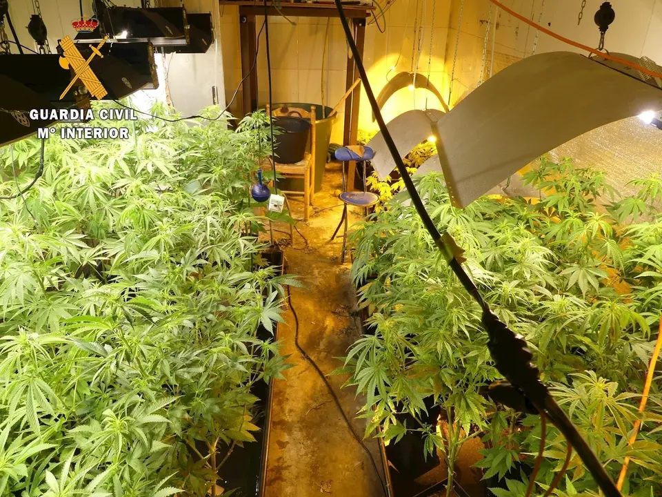 Plantaci&oacute;n de Hinojedo