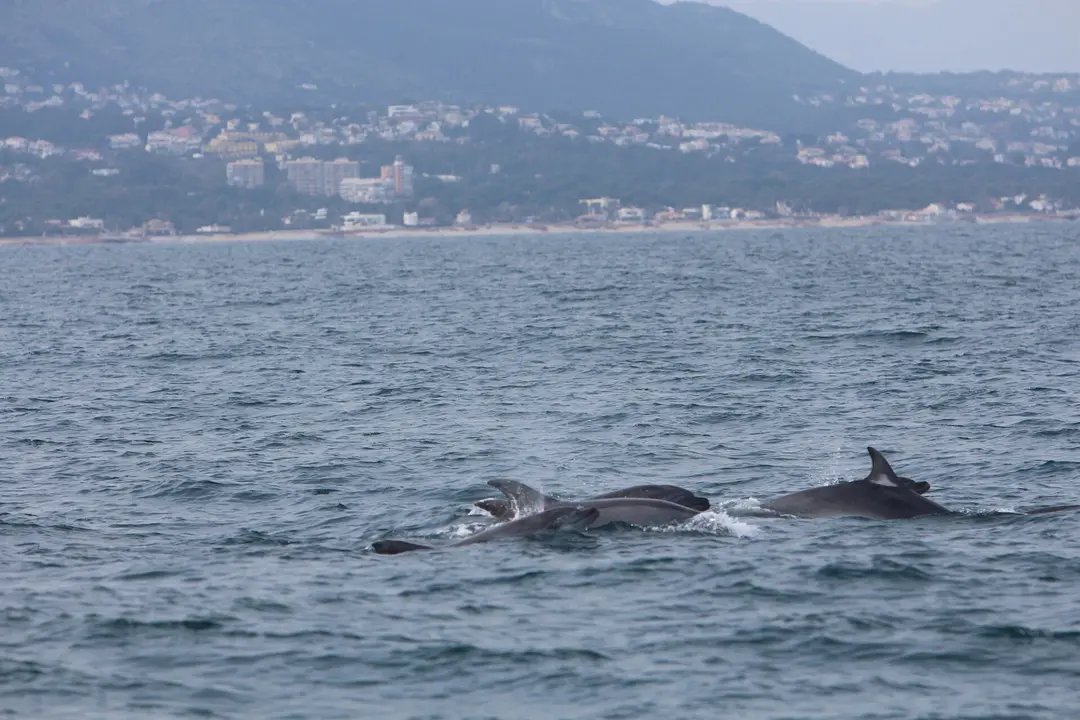 Delfines mulares frente a la costa de D&eacute;nia.