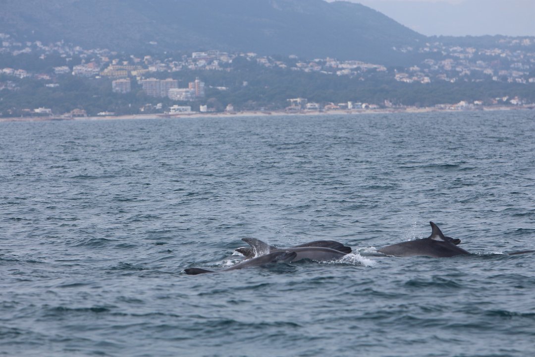 Delfines mulares frente a la costa de Dénia.