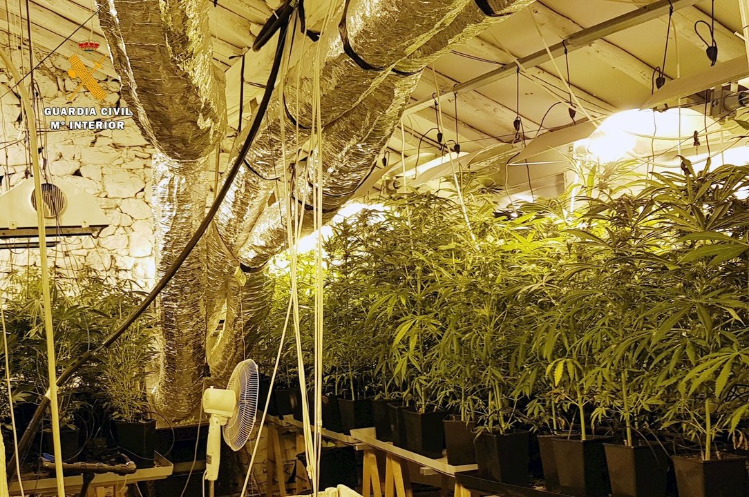 Plantación de marihuana en Ampuero
