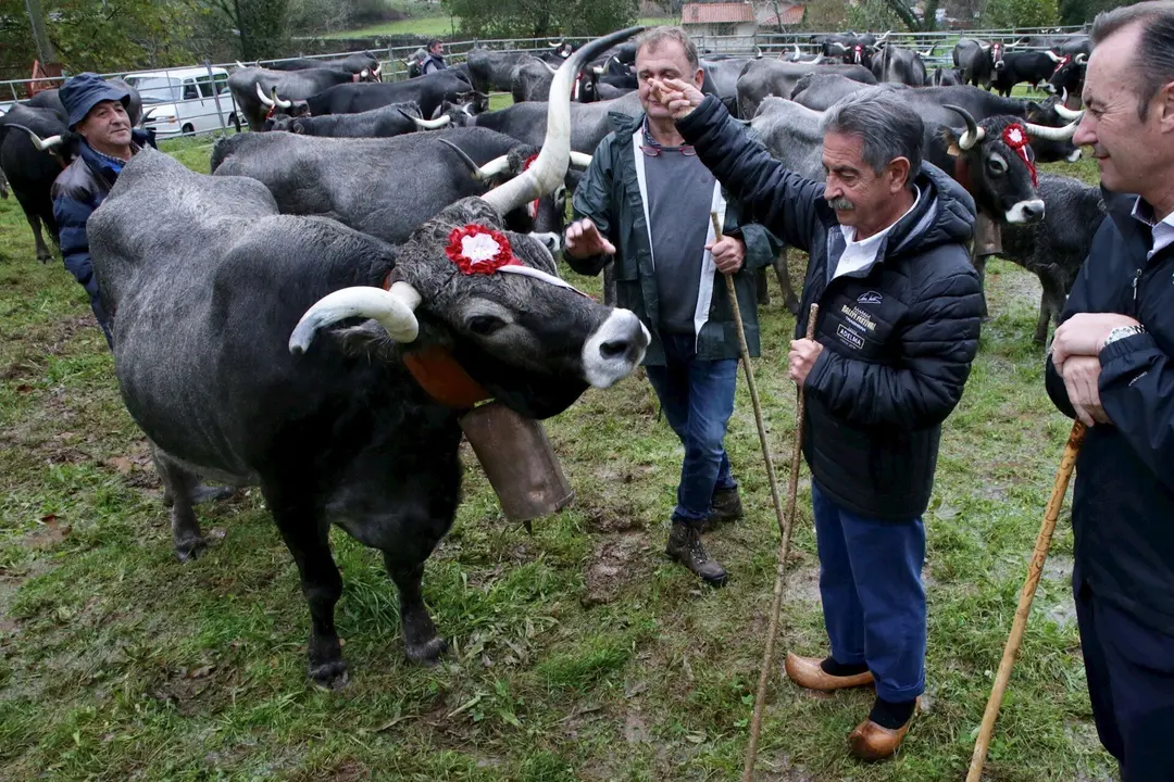 El presidente de Cantabria, Miguel &Aacute;ngel Revilla, asiste a la tradicional feria ganadera de San Mart&iacute;n de Trece&ntilde;o