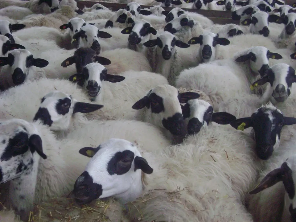 Lechazos bajo la IGP de Castilla y Le&oacute;n