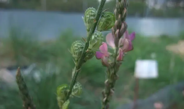 Floraci&oacute;n. Flor. Primavera.