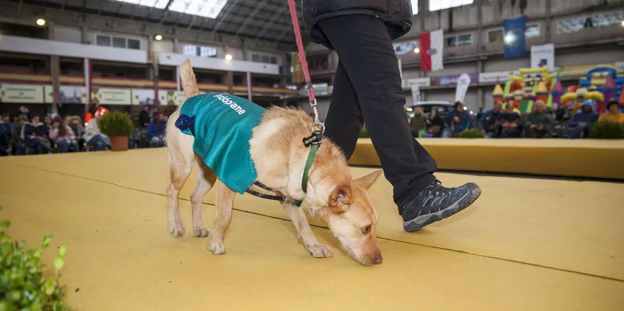 Torrelavega recuerda las normas que han de seguirse a la hora de pasear mascotas durante el estado de alarma