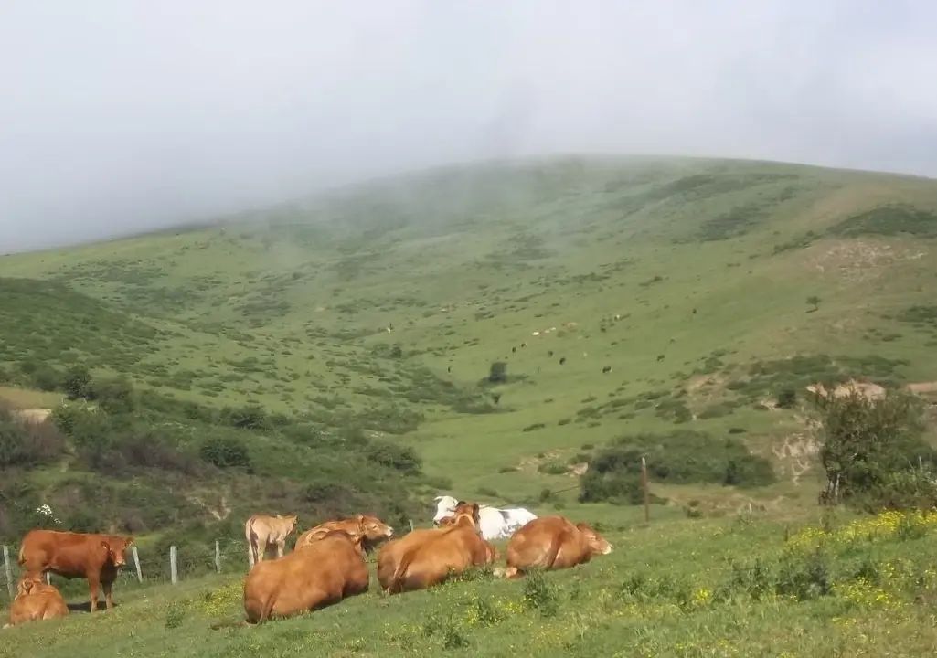 Vacas en Campoo de Yuso
