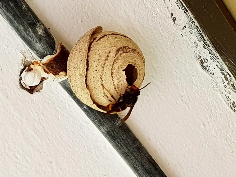 Nido primario de avispa asi&aacute;tica