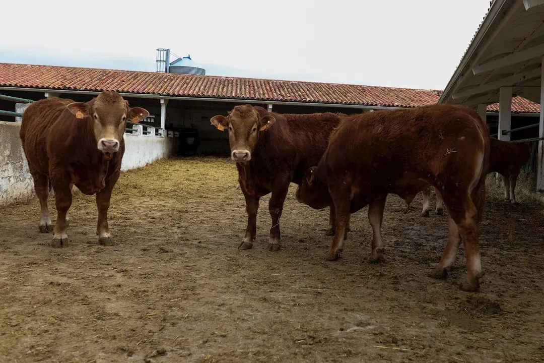 Vacas en las instalaciones de ganado del Instituto Madrile&ntilde;o de Investigaci&oacute;n y Desarrollo Rural, Agrario y Alimentario (IMIDRA). 