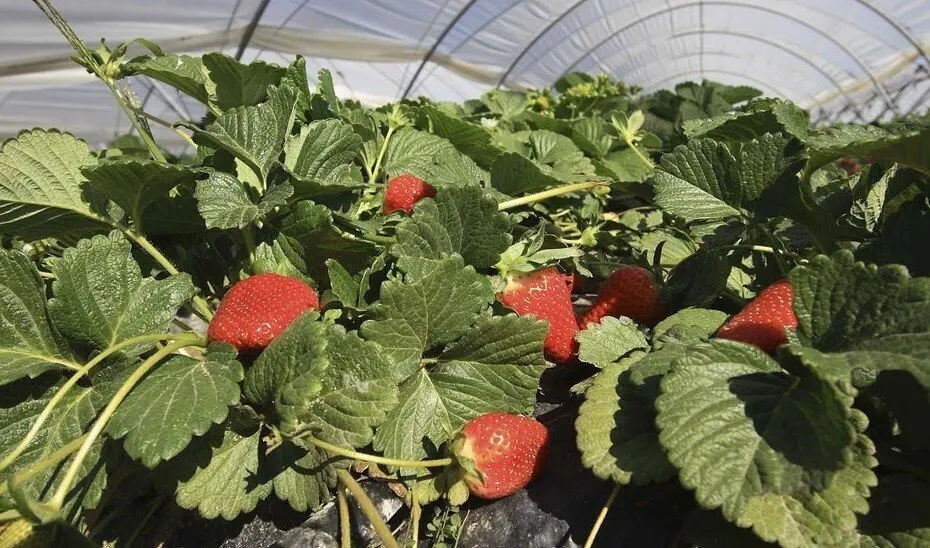 Fresas de Huelva