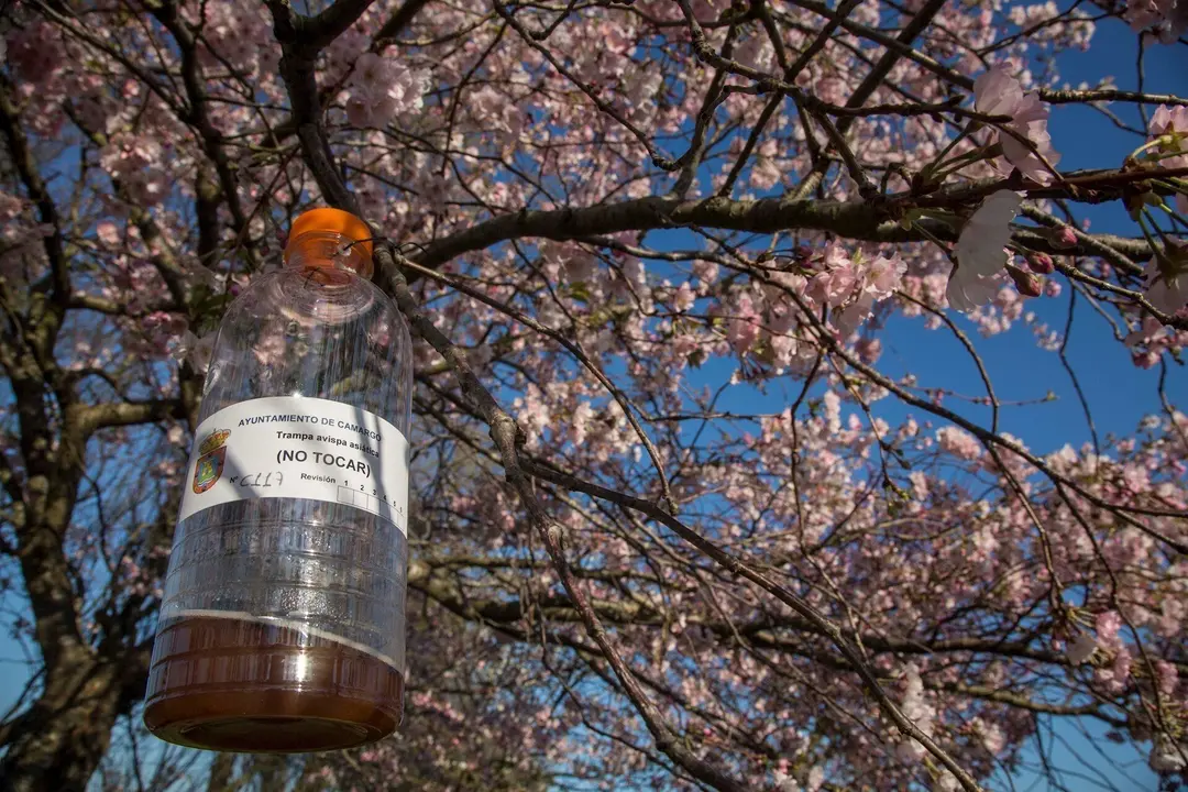 Trampa para la avispa asi&aacute;tica en Camargo