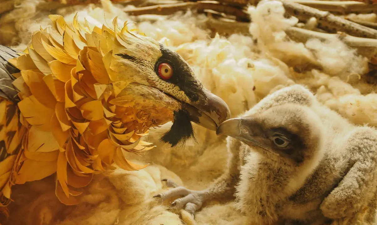 Un ejemplar de quebrantahuesos con su cr&iacute;a.