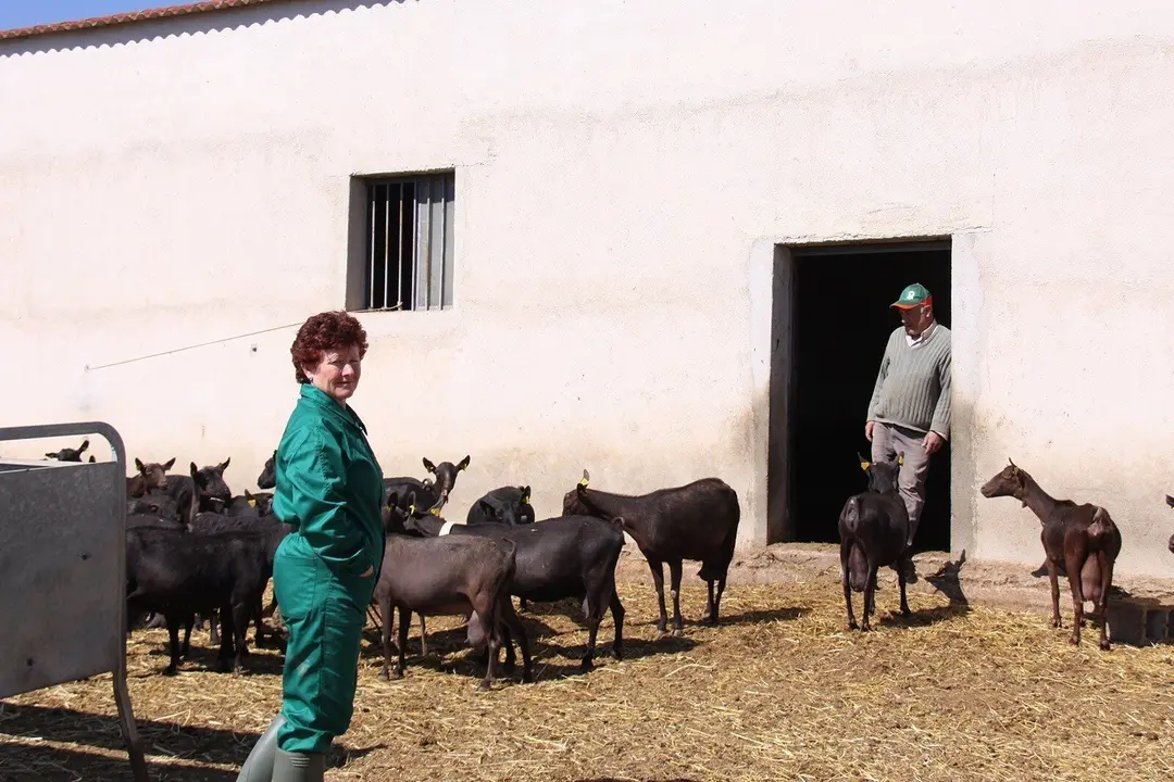 Ganaderos con cabras