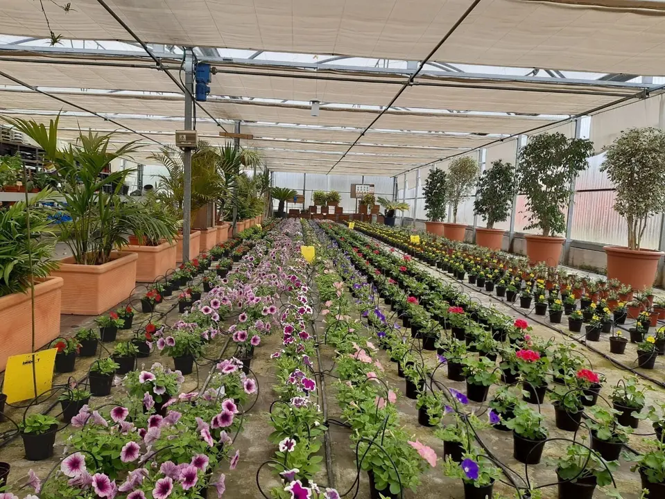 Plantas de temporada