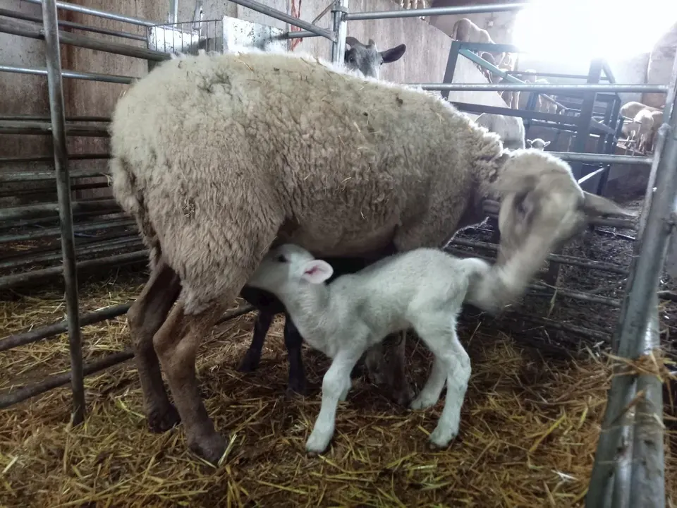 Cordero con cr&iacute;a