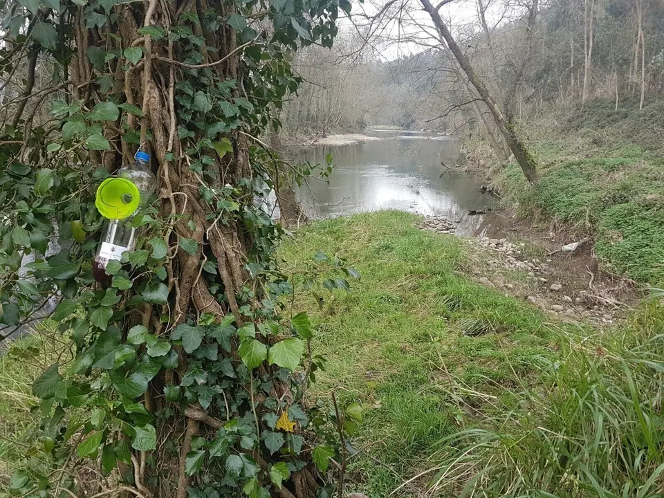 Trampeo de avispa asi&aacute;tica en Pi&eacute;lagos