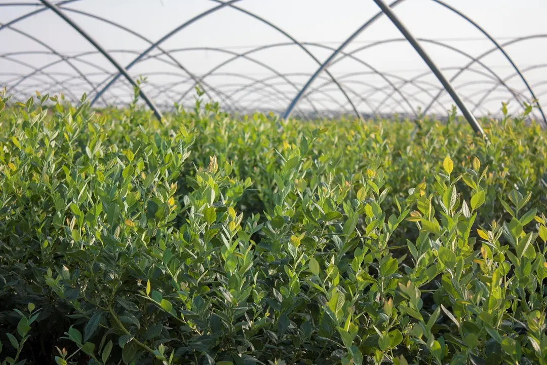 Finca de ar&aacute;ndanos en Lucena del Puerto.