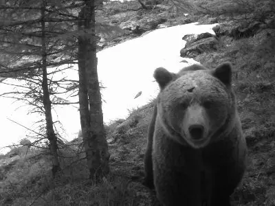Un oso del Pirineo