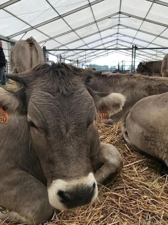 Vaca, ganado, feria, vacuno