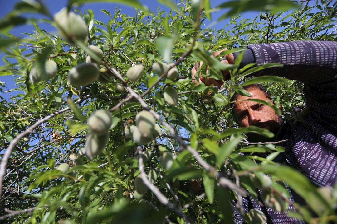 29 March 2020, Palestinian Territories, Khan Younis: A Palestinian farmer harvests almonds at a field. Photo: Ashraf Amra/APA Images via ZUMA Wire/dpa
