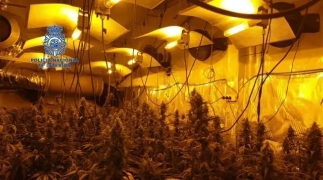 Imagen de la plantaci&oacute;n 'indoor' desmantelada