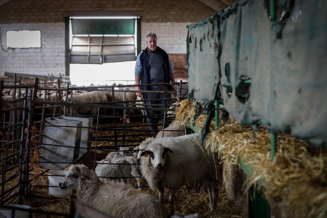 Jorge, ganadero de Lechal Colmenar, cuida de las ovejas que están en los establos de la empresa ganadera, la cual se ha visto obligada a modificar su manera de trabajar por la pandemia del Covid-19