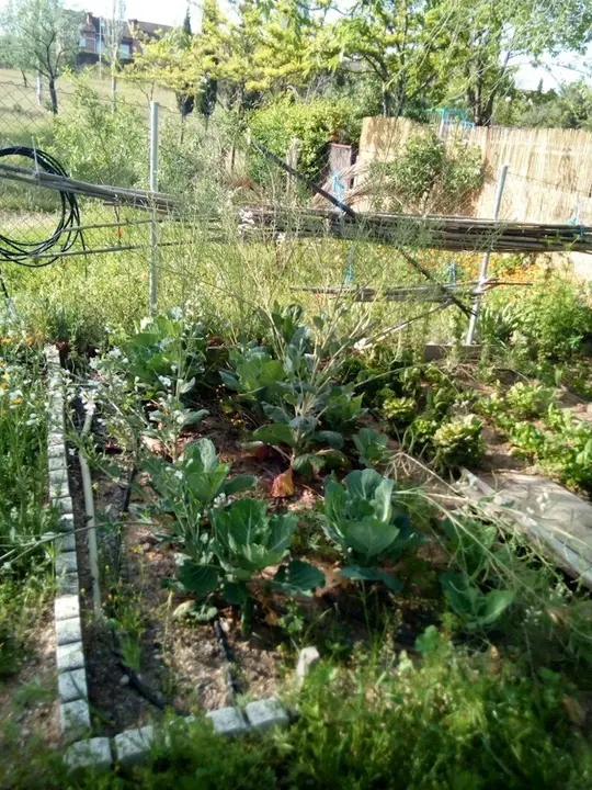 Huertos urbanos de Toledo.