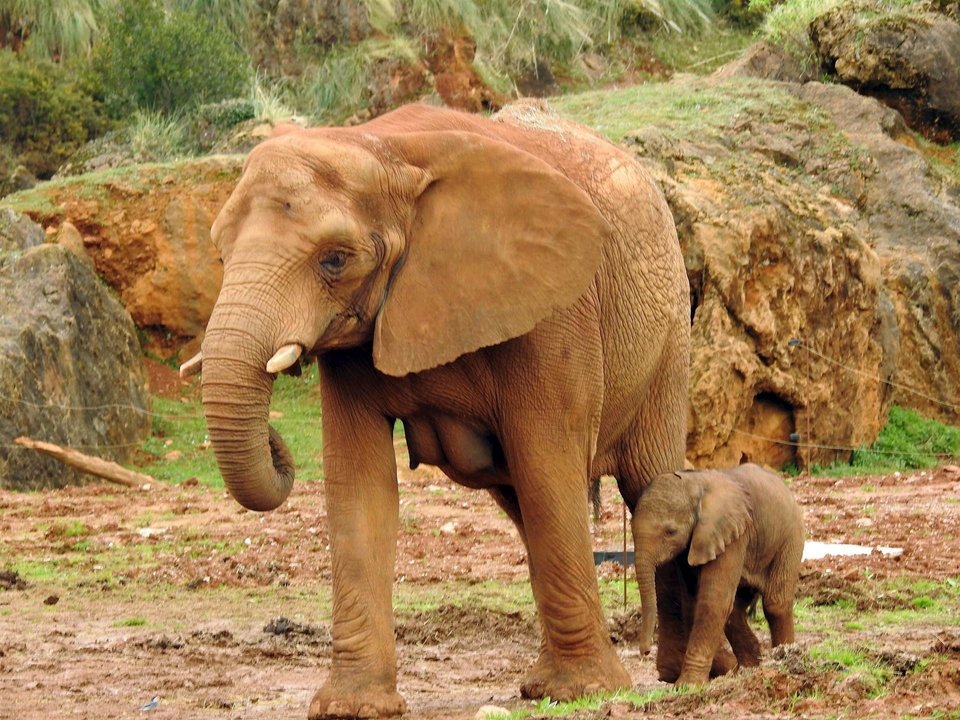 Elefanta nacida en Cabárceno el 22 de febrero de 2020
