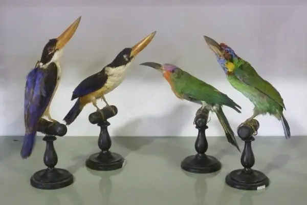 El museo de la Naturaleza de Cantabria ubicado en Cabezon de la Sal, abre dos nuevas salas al publico. 13 de agosto de 2012