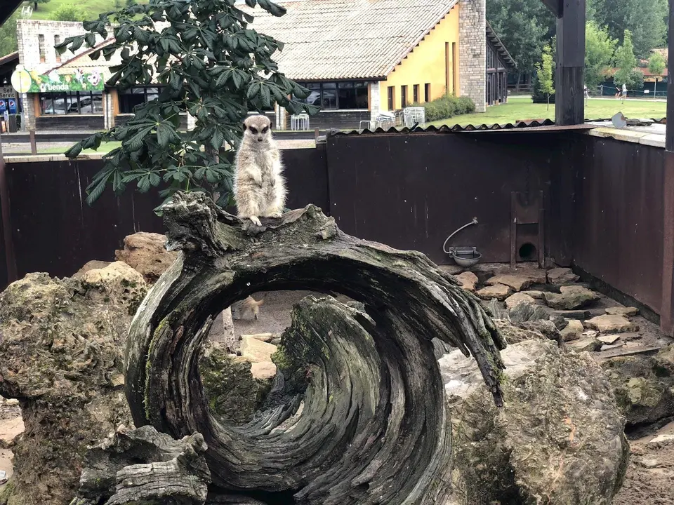 Suricata de Cab&aacute;rceno