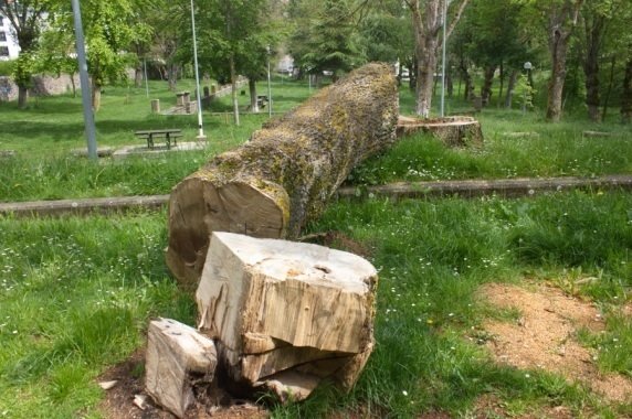 ARCA denuncia la tala de fresnos centenarios en el Parque de las Fuentes