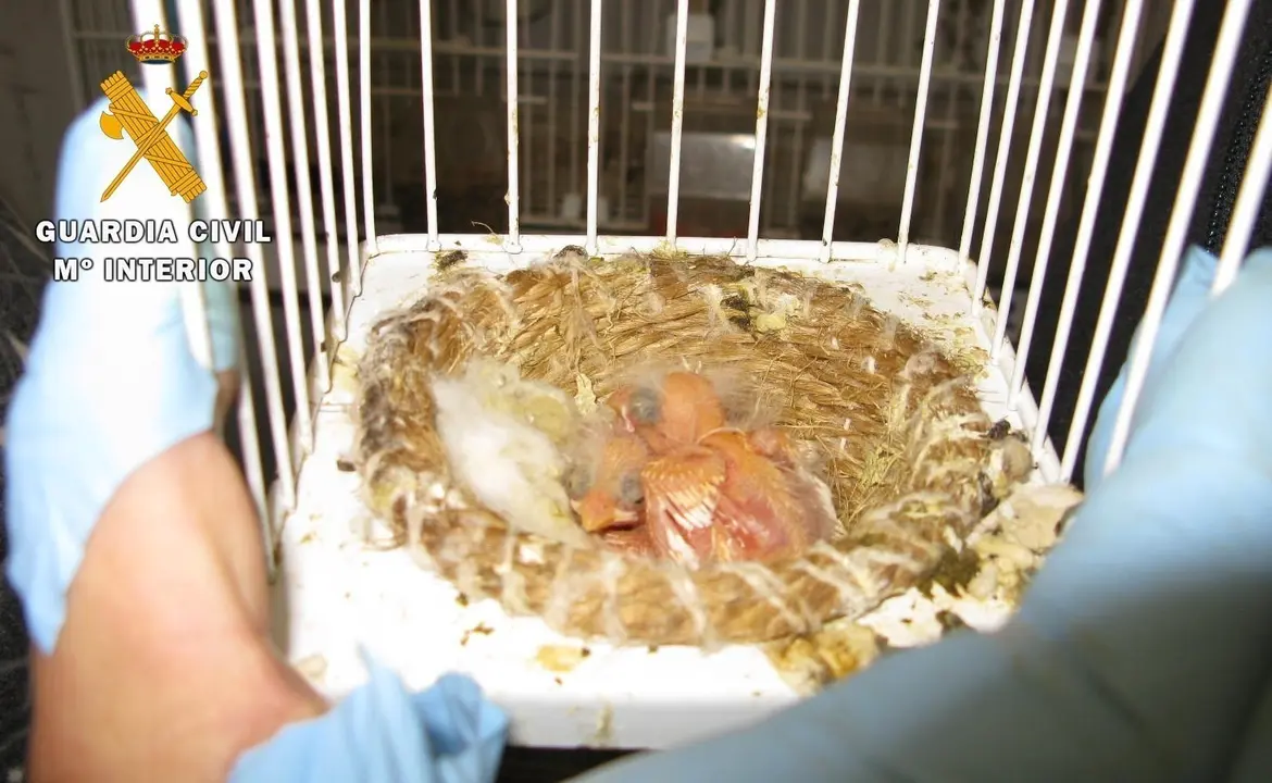 Nido de aves recuperadas