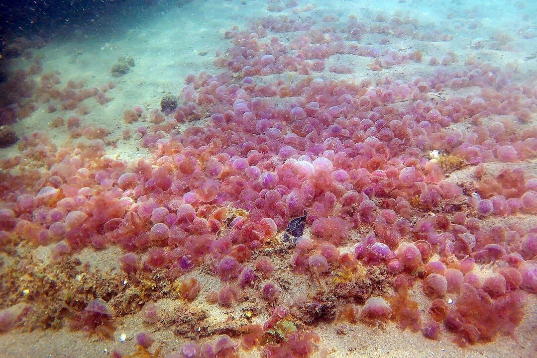 Un estudio de la UMA señala que el seguimiento de los índices atmosféricos podría anticipar la incidencia de medusas en las playas