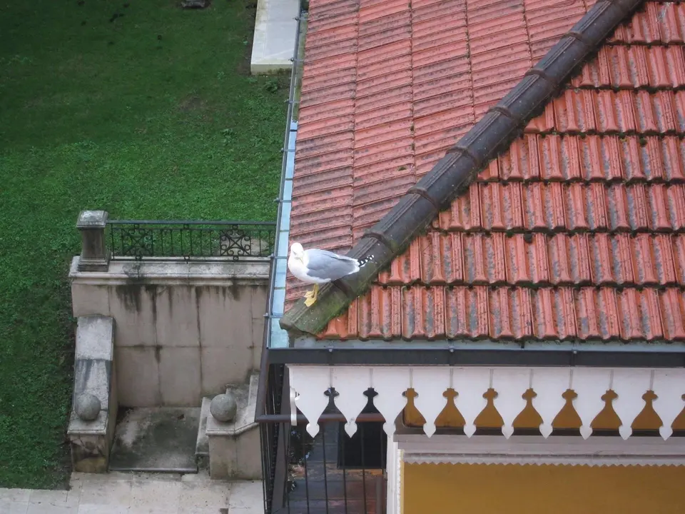Gaviotas En Santander