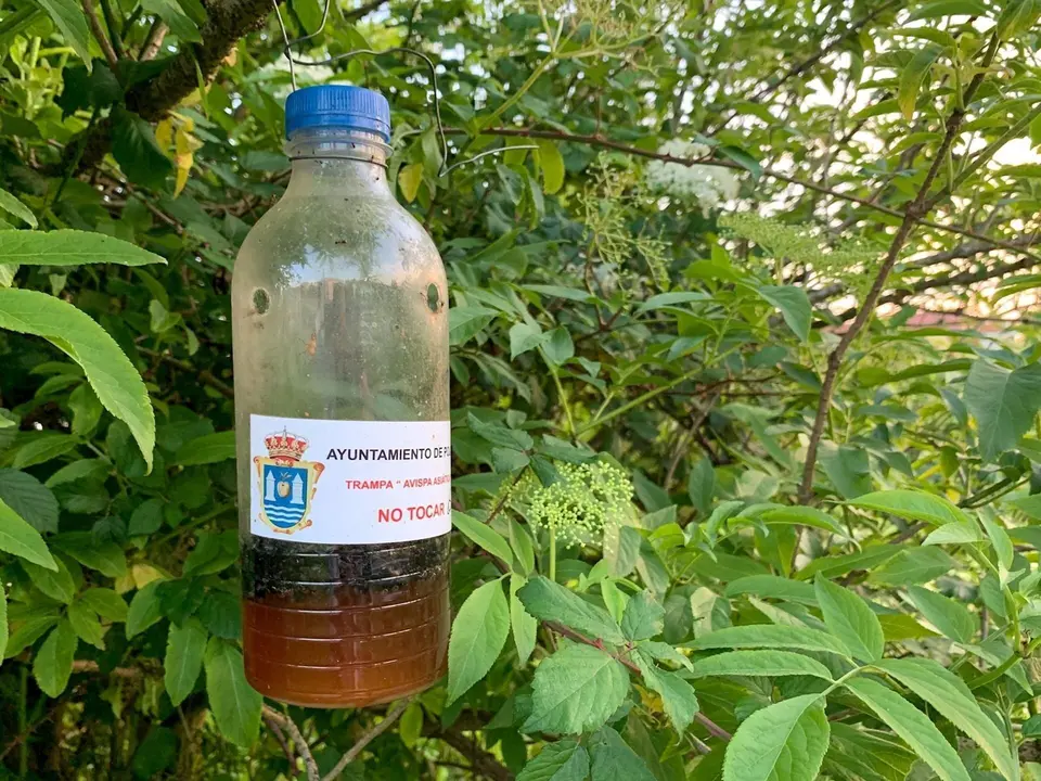 Trampa de avispa asiatica