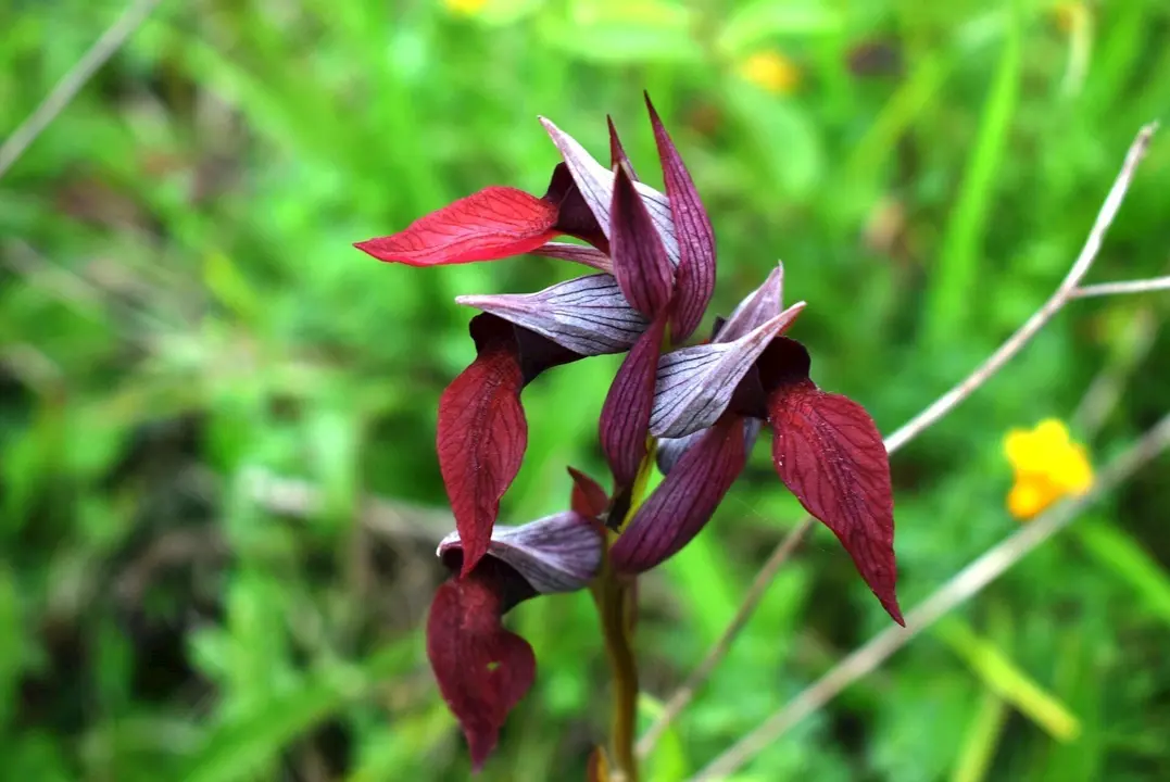 Orqu&iacute;deas silvestres en el Parque Natural de las Dunas de Liencres