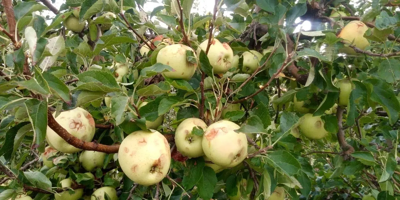Manzanas da&ntilde;adas por el pedrisco en un cultivo