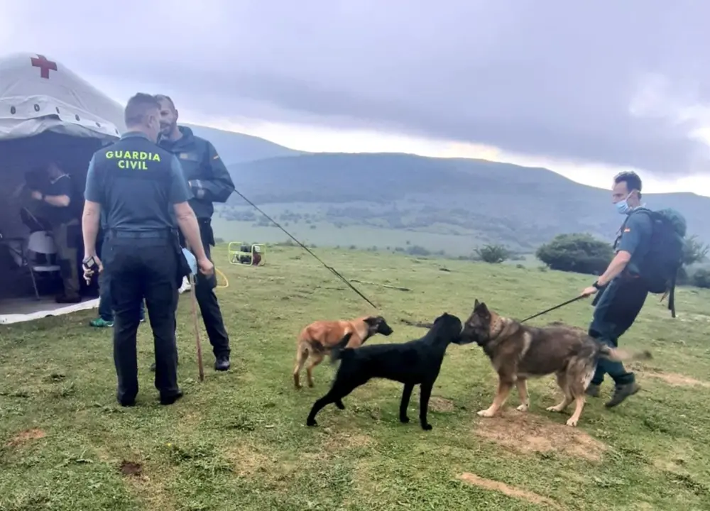 Perros de b&uacute;squeda