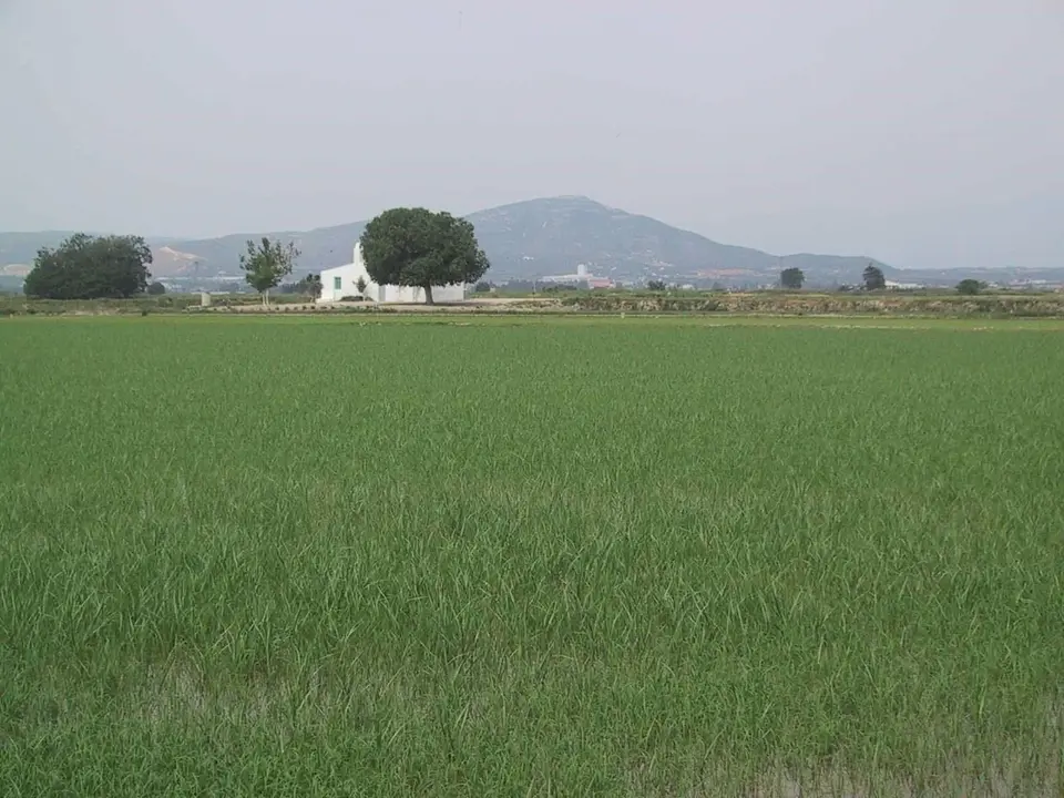 Campo de cultivo