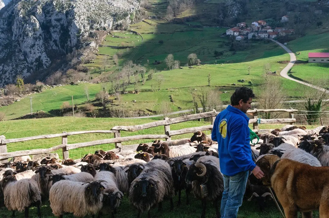 Ganado caprino en Picos de Europa