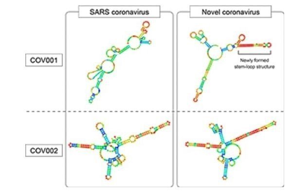 Debido a unas pocas mutaciones importantes, el área del genoma llamada COV001 no forma una estructura en forma de horquilla en el virus del SARS (arriba a la izquierda), pero sí en el virus COVID-19 (arriba a la derecha).
