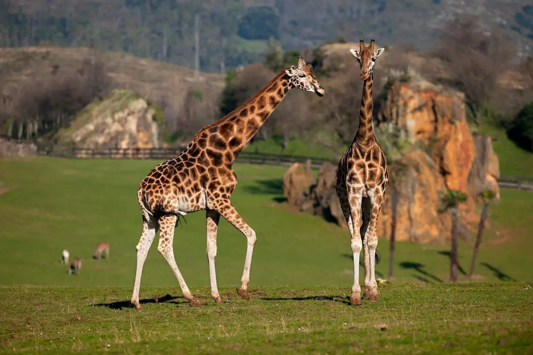 Jirafas En El Parque De La Naturaleza De Cabarceno