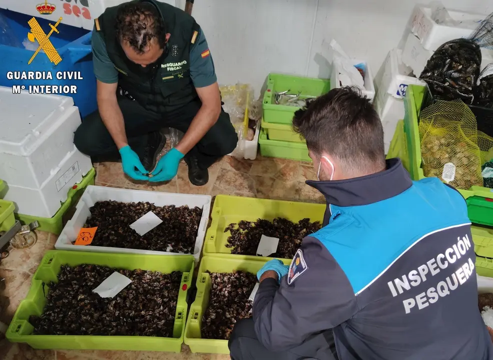 Nota De Prensa La Guardia Civil Interviene M&aacute;s De 30Kg De Percebe Ilegal En Una Pescader&iacute;a De Castro Urdiales