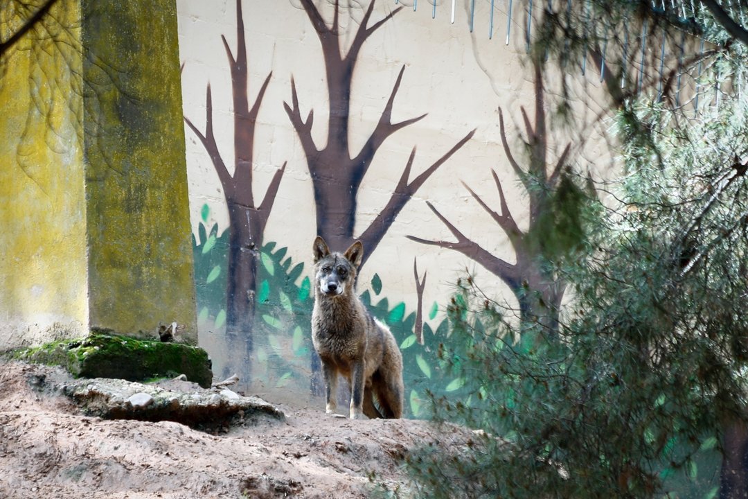 Un lobo del Zoo de Guadalajara, que continúa sus labores de mantenimiento y cuidado de sus animales con total normalidad a pesar de estar cerrado al público durante el Estado de Alarma decretado por el Gobierno de España como consecuencia del coronavirus 