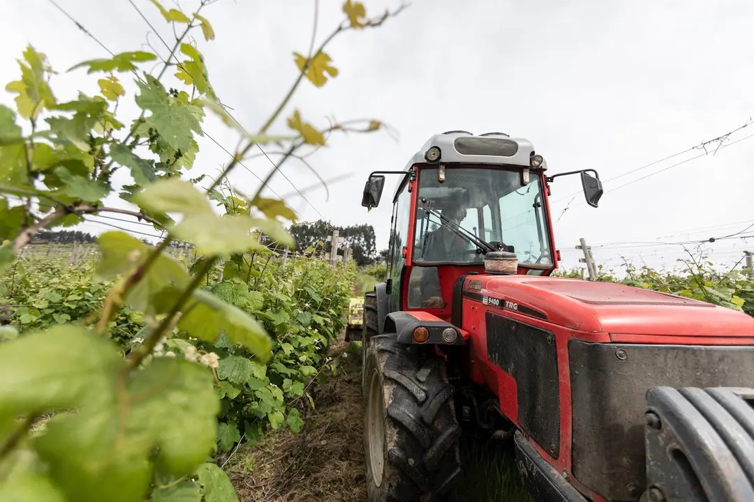 Un trabajador montado en un tractor trabaja en los vi&ntilde;edos de la empresa Txakoli Txabarri denominaci&oacute;n de origen 'Vinos de Euskadi'. 