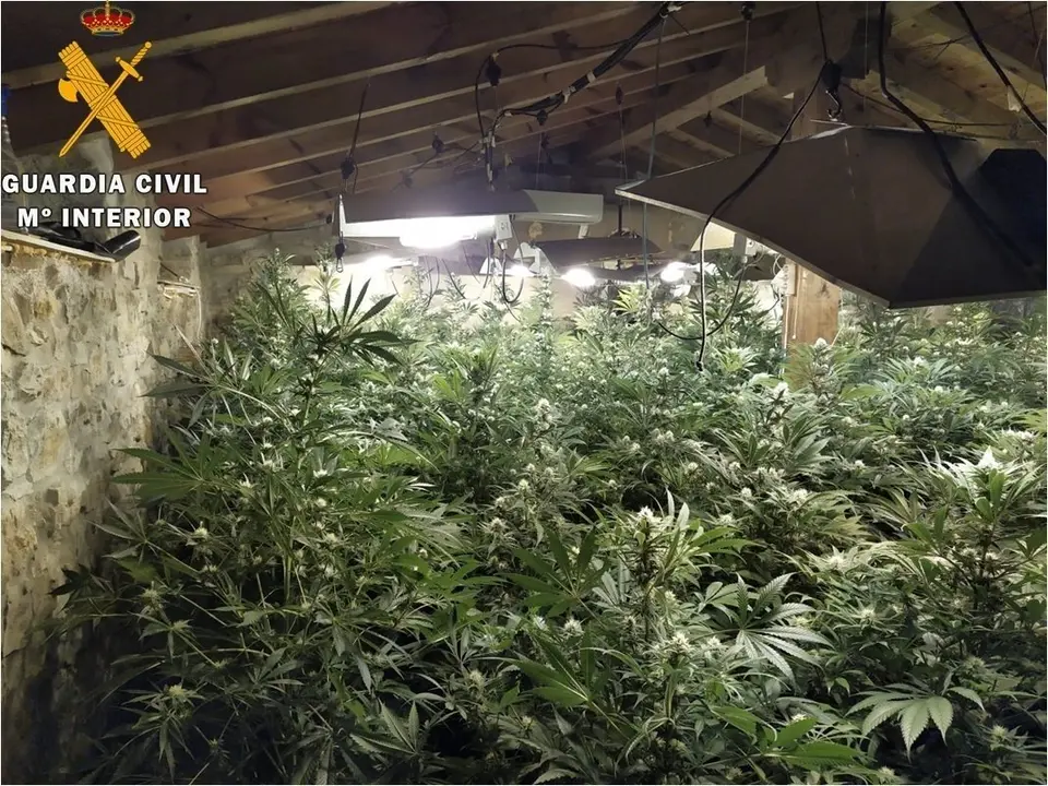Nota De Prensa La Guardia Civil Desmantela Una Plantaci&oacute;n Y Detiene A 4 Personas