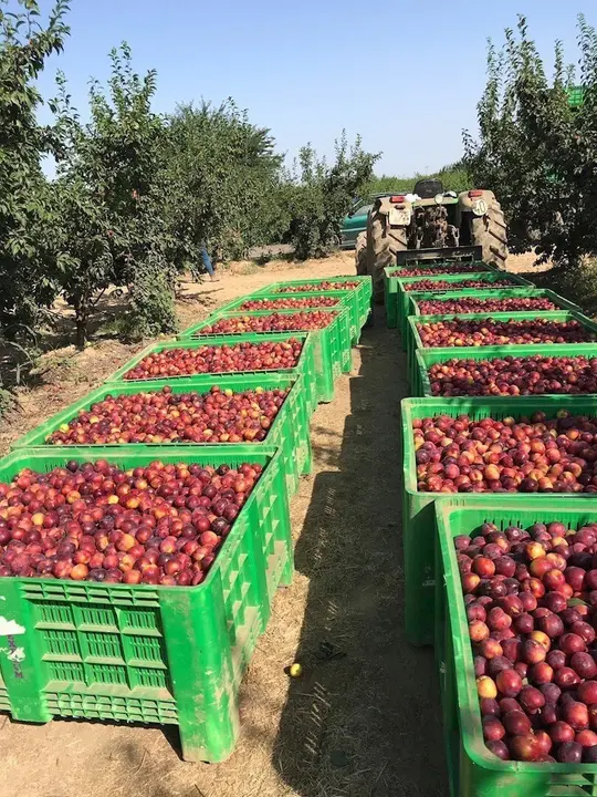 Fruta recien recolectada de los &aacute;rboles